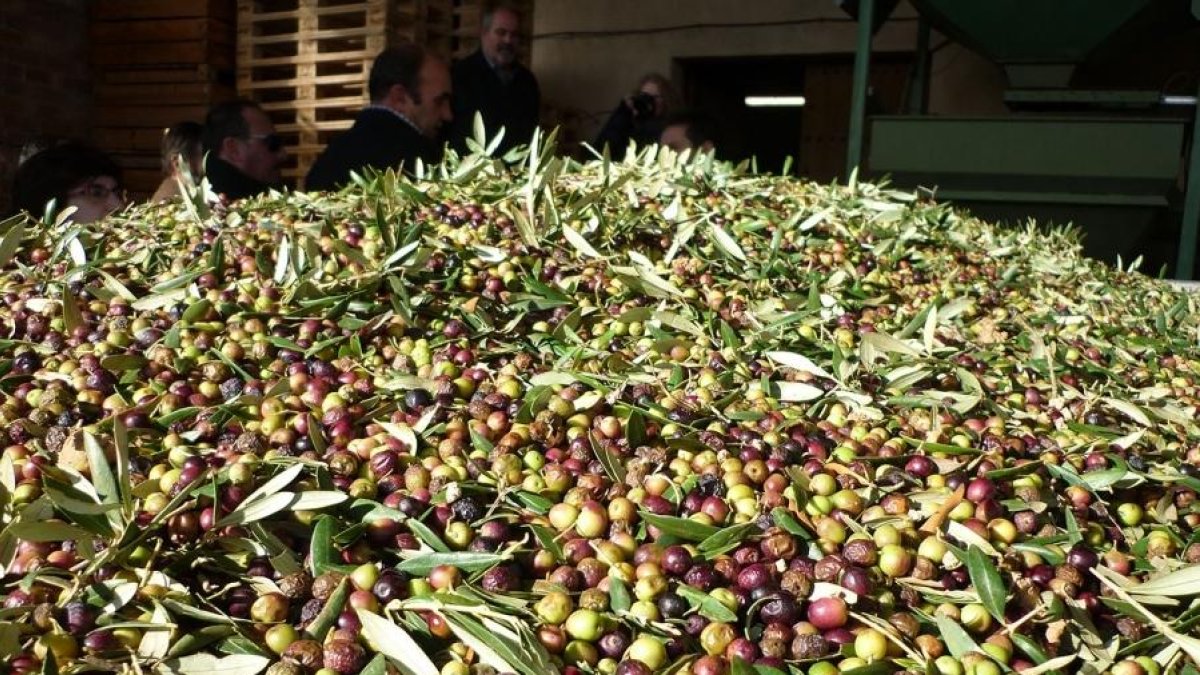 UP alerta d'una caiguda d'entre el 30% i el 80% en la producció d'olives a Catalunya