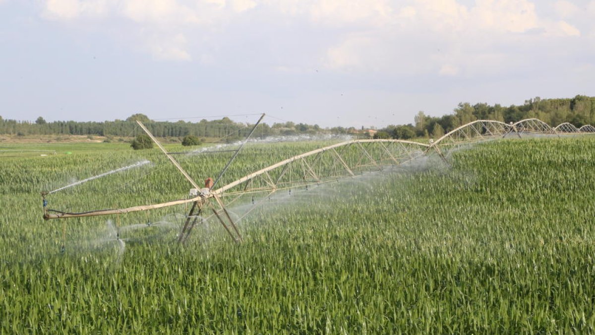 Aspersors de reg en una finca de Magraners, a Lleida.