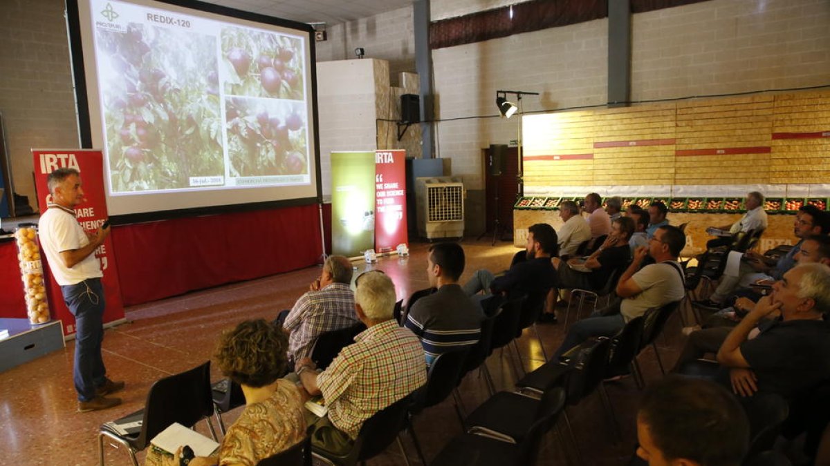 Un moment de la 22 exposició de l’IRTA de noves varietats de fruita de pinyol a Gimenells