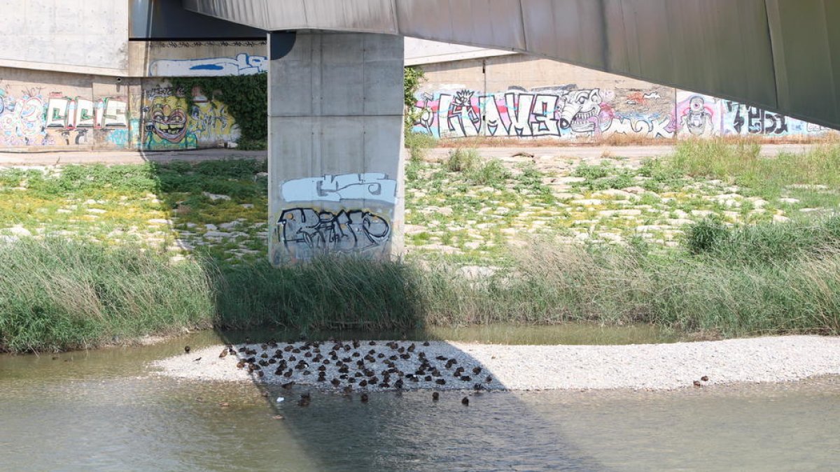 Los  patos que se bañaban ayer en el río Segre se resguardaban bajo la sombra de la pasarela de los Camps Elisis.