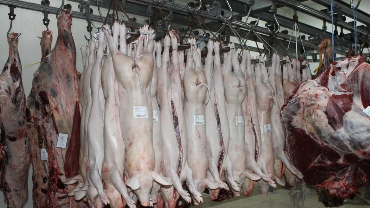Imagen de un matadero con los animales recién sacrificados.