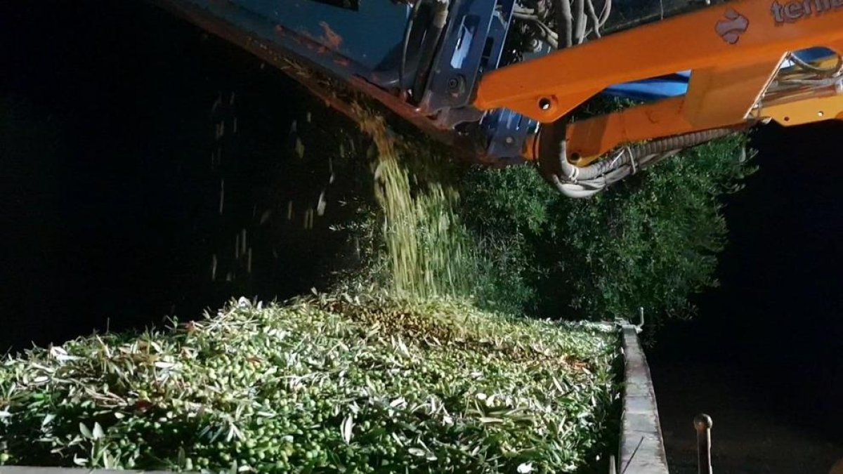Oli centenari - Els productors de la Cooperativa Agrícola de l’Albi recullen les olives a la nit a fi d’elaborar un oli especial de més qualitat amb què celebrar el centenari de la institució, l’abril de l’any que ve.