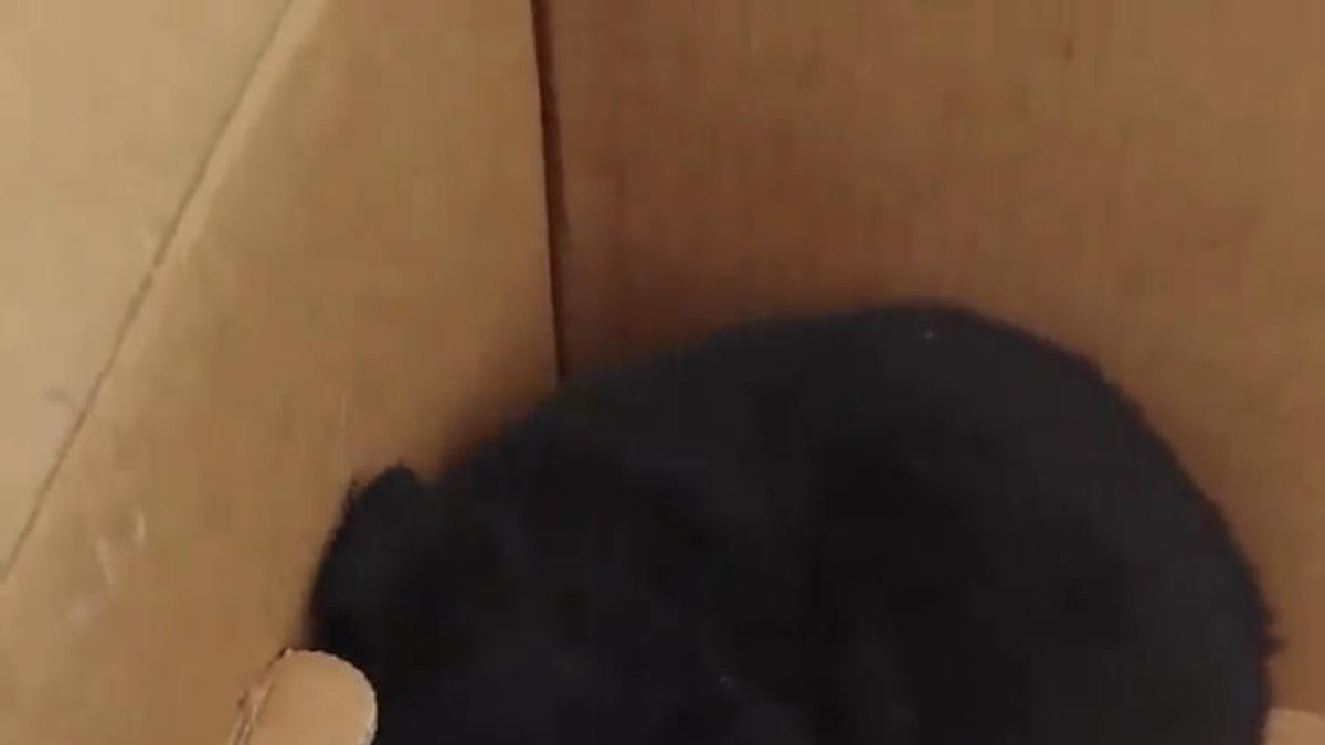 Imagen de tres de los cachorros.