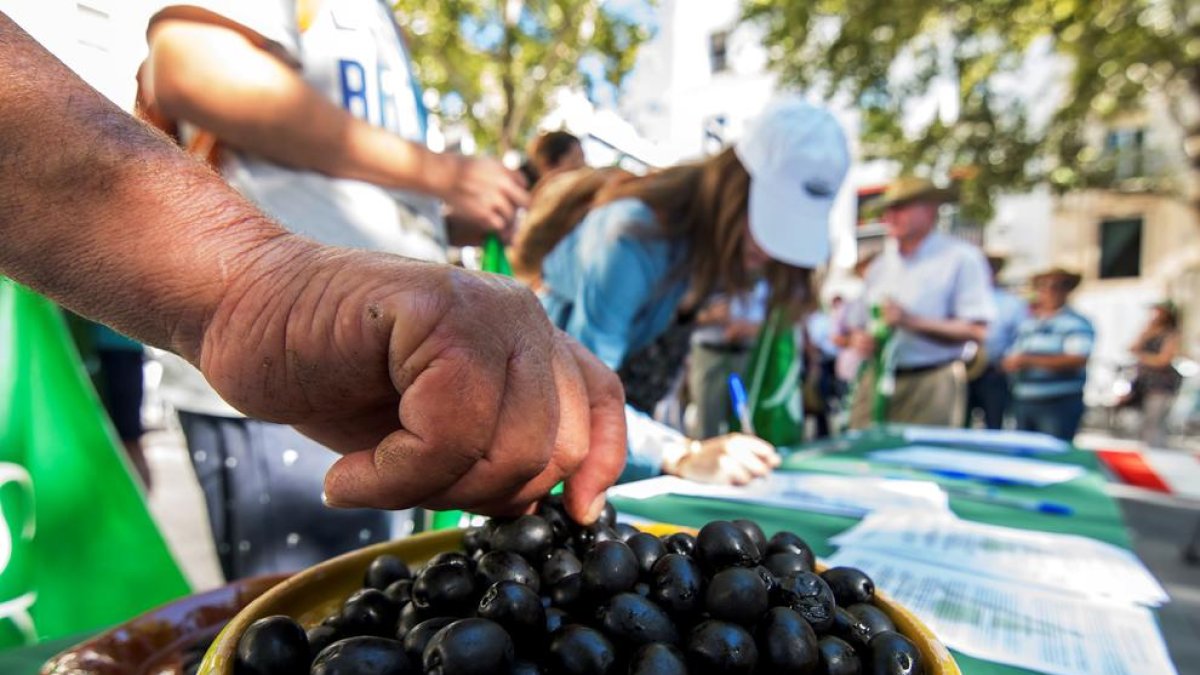 L’oliva negra de taula espanyola continuarà tenint aranzels.
