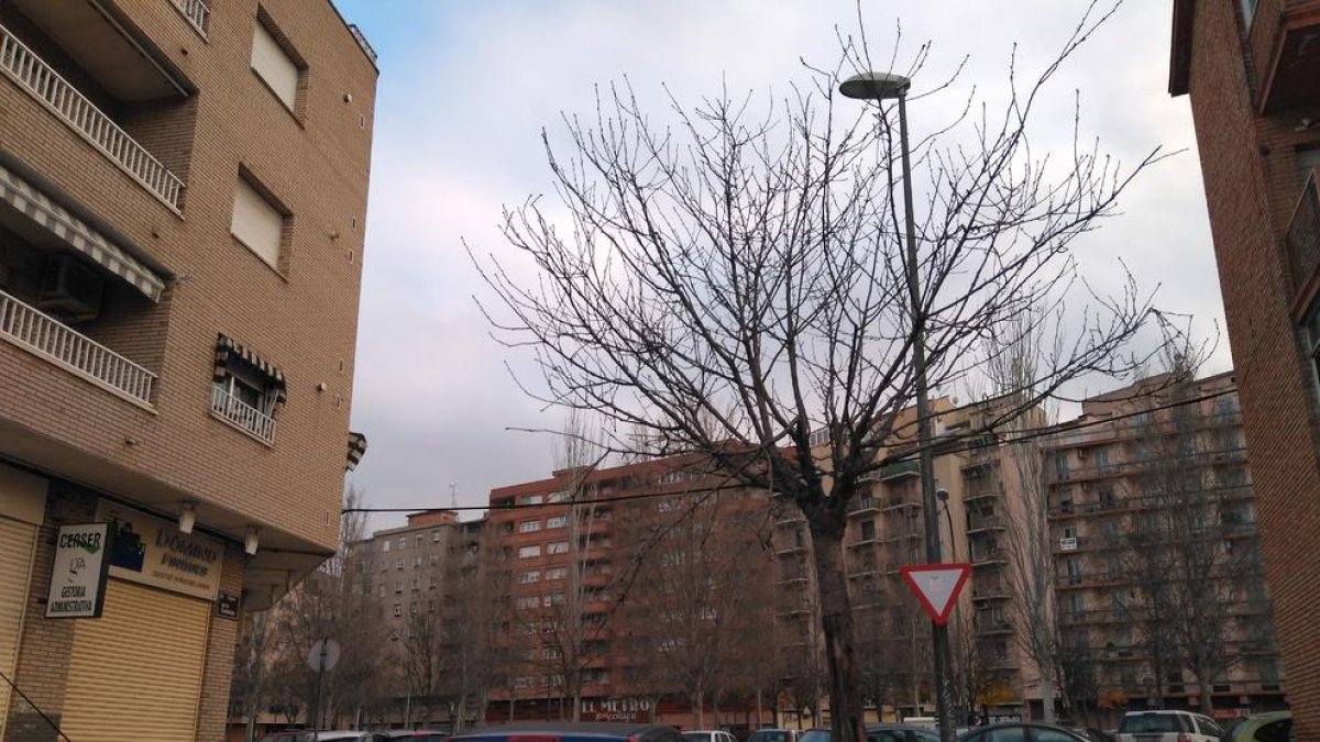 Retiren les llaunes de cervesa que ‘decoraven’ dos arbres a Balàfia