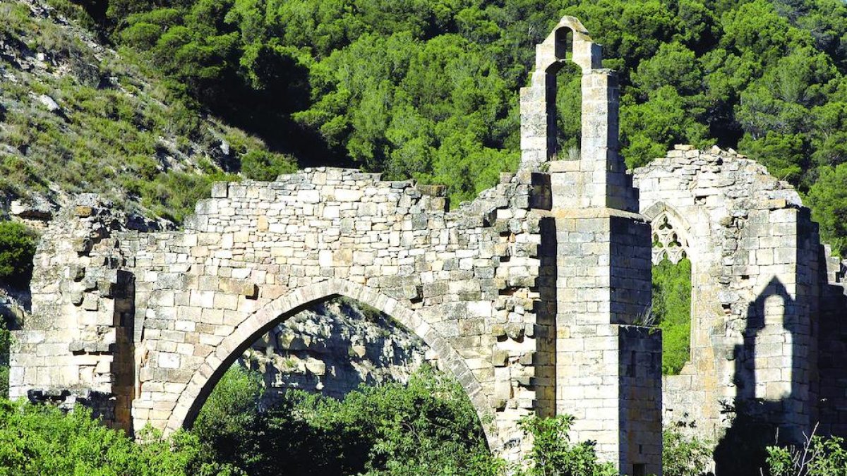 Llibres, roures i oliveres