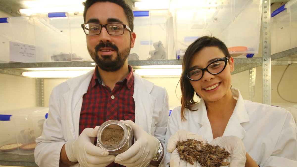 Los investigadores, cuando estaban desarrollando su trabajo inicial en la UdL.
