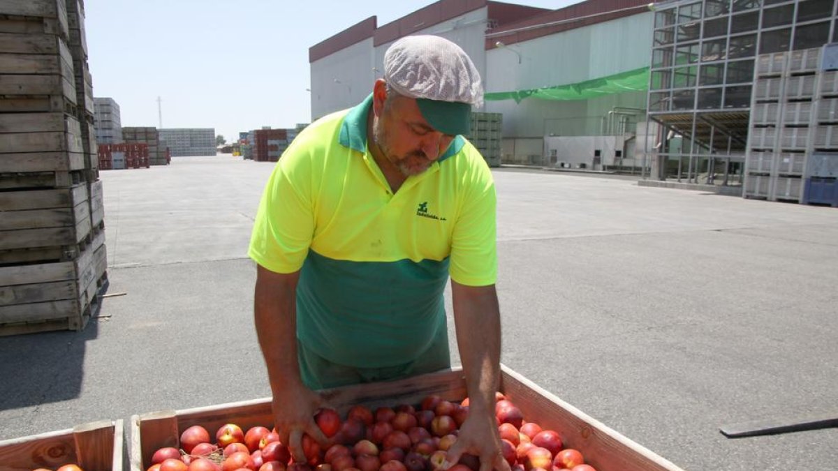 La Comisión Europea amplía en 20.000 toneladas los cupos de retirada de fruta de hueso