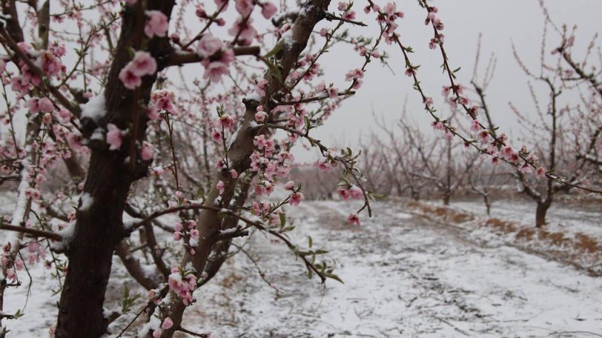 Arbres florits enmig de camps nevats ahir a Aitona, a la zona de les rutes de Fruiturisme.