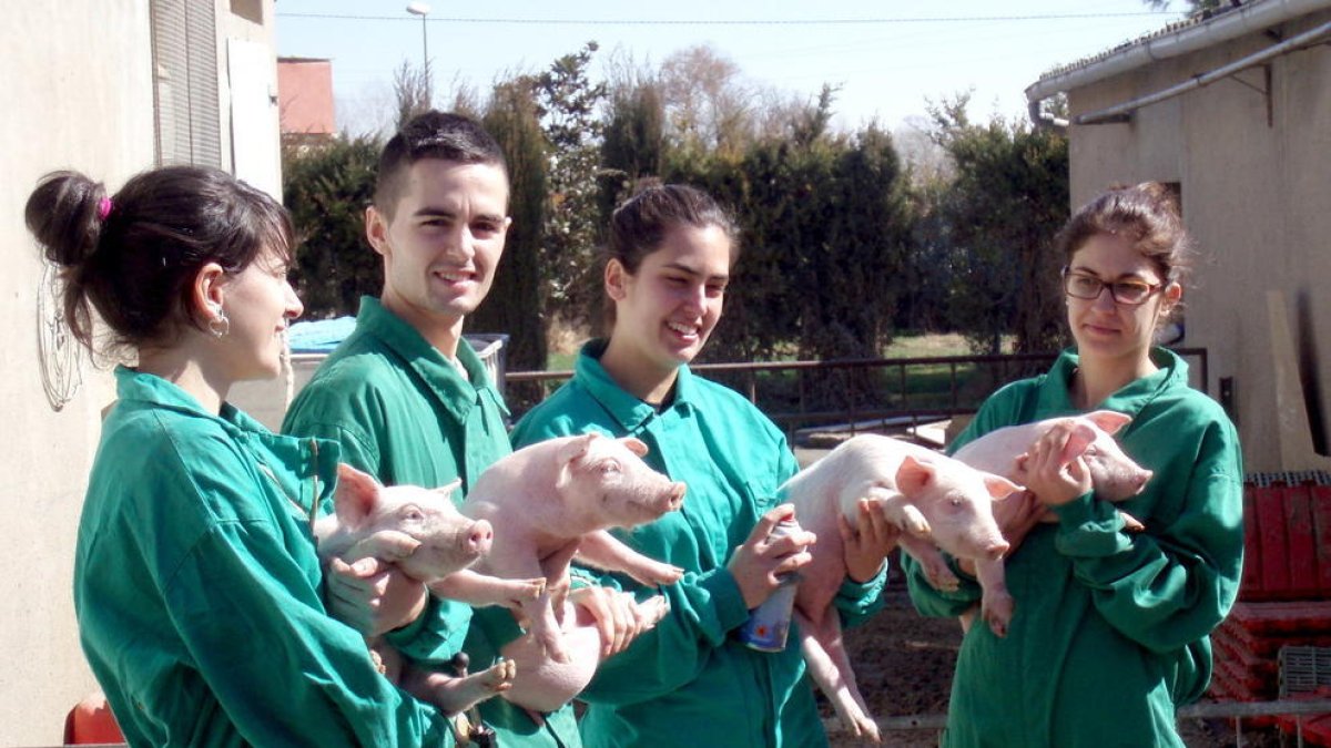 El Màster de sanitat i producció porcina de la UdL s'oferirà en formació dual