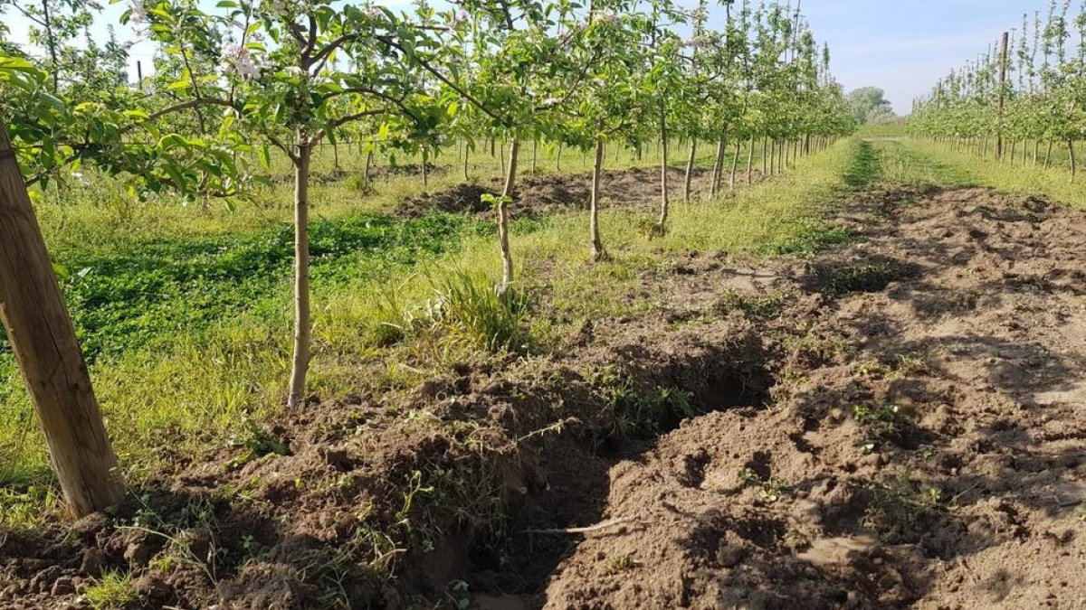 Un cultivo de l’Horta con un surco hecho por los jabalíes.