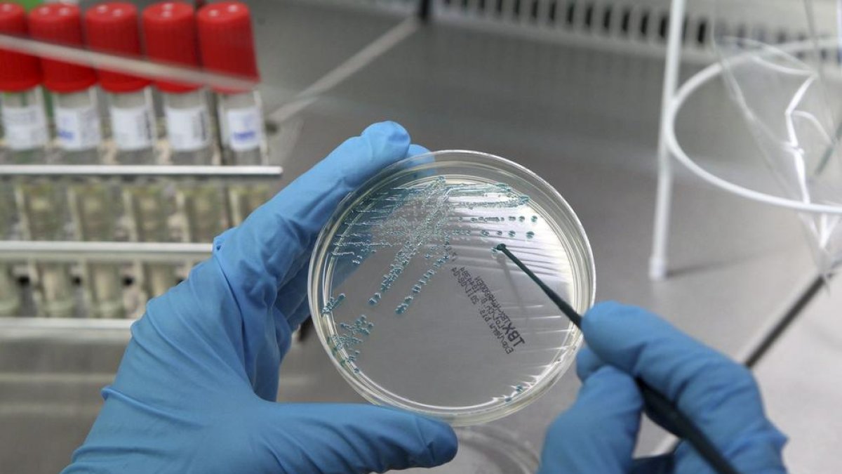 La primera immunoteràpia espanyola mostra eficàcia en pacients amb càncer