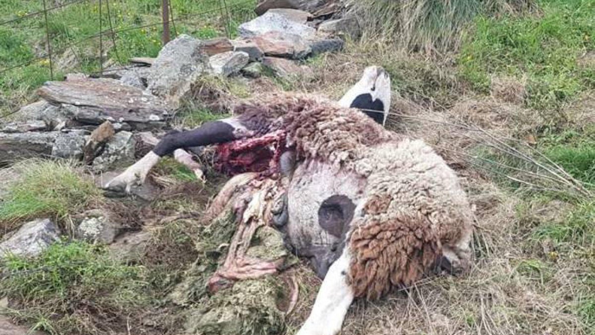 Imagen de la oveja muerta en Bausen tras el ataque del oso Goiat.