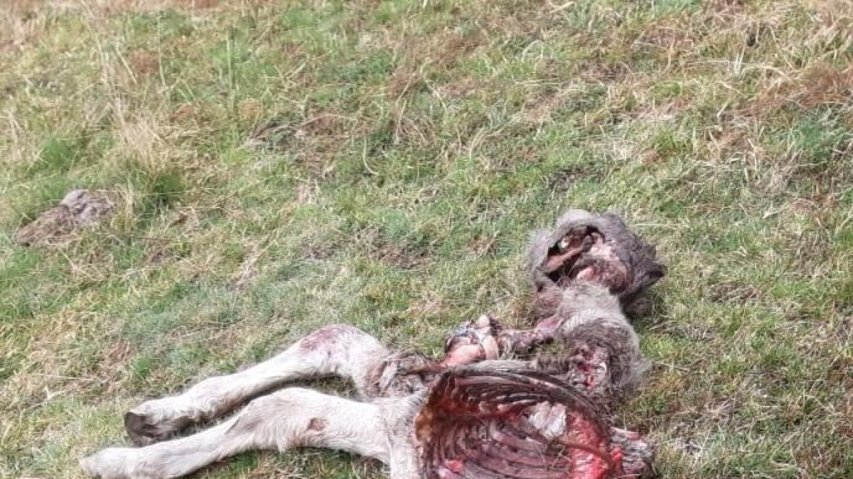 El potro muerto en este primer ataque de Goiat tras la hibernación en Aran.