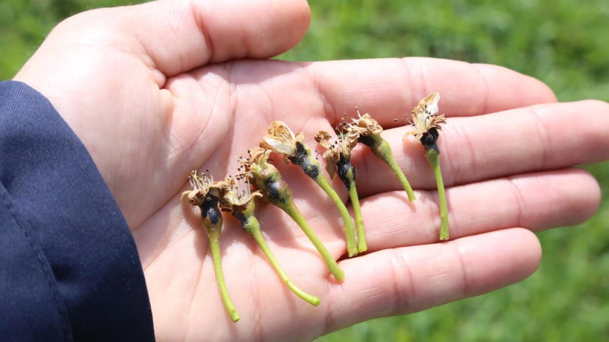Peras afectadas por la helada en el llano, la semana pasada.