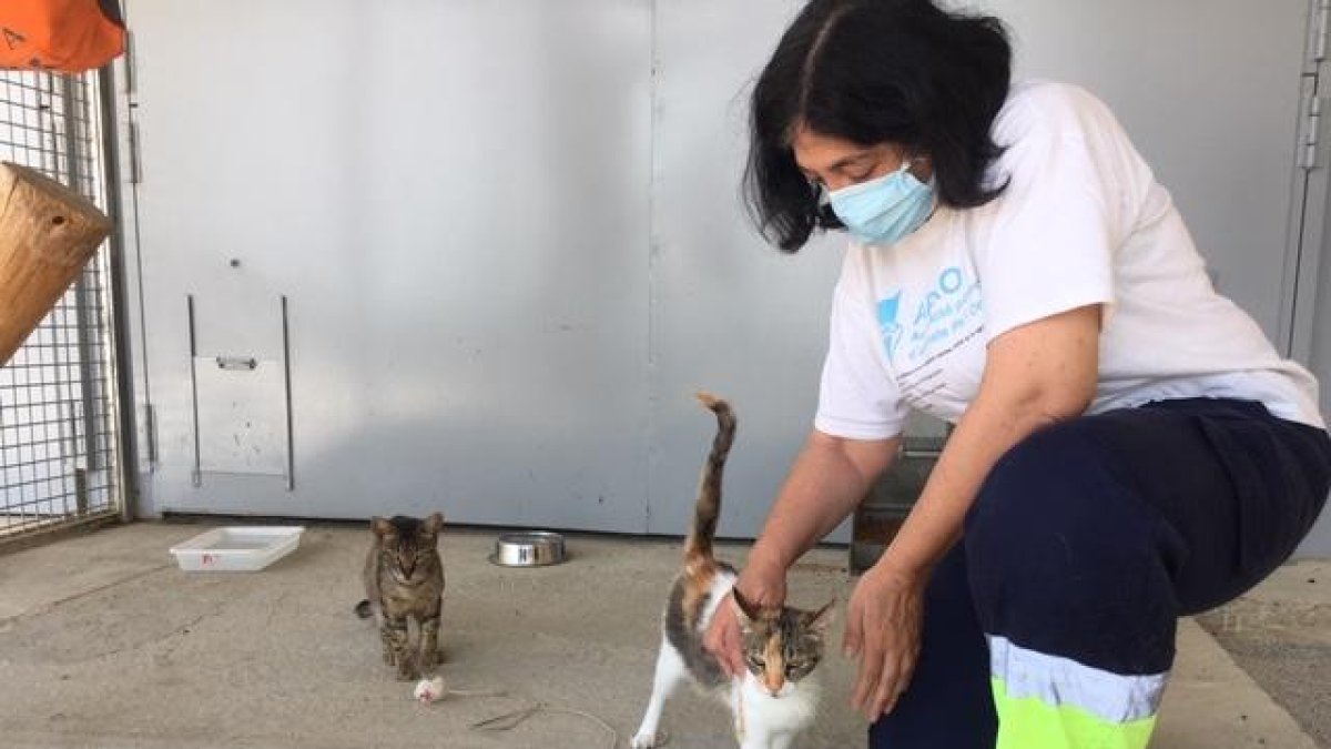 Nou dels 17 gats que han recollit aquest any ja han estat acollits.