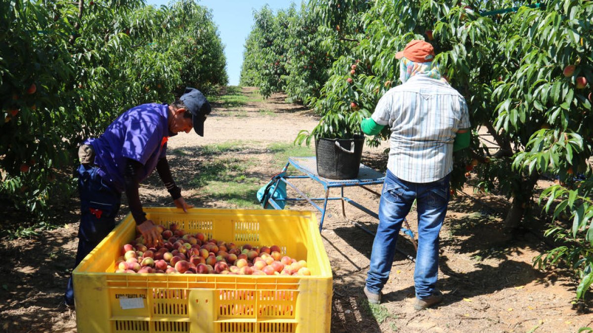Imagen de recogida de fruta de hueso en una explotación de la provincia.
