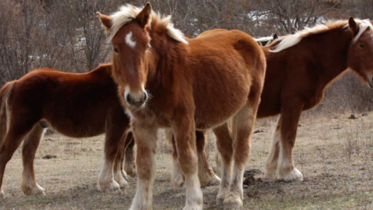 Una imagen promocional de documental de Patricia Ordaz.
