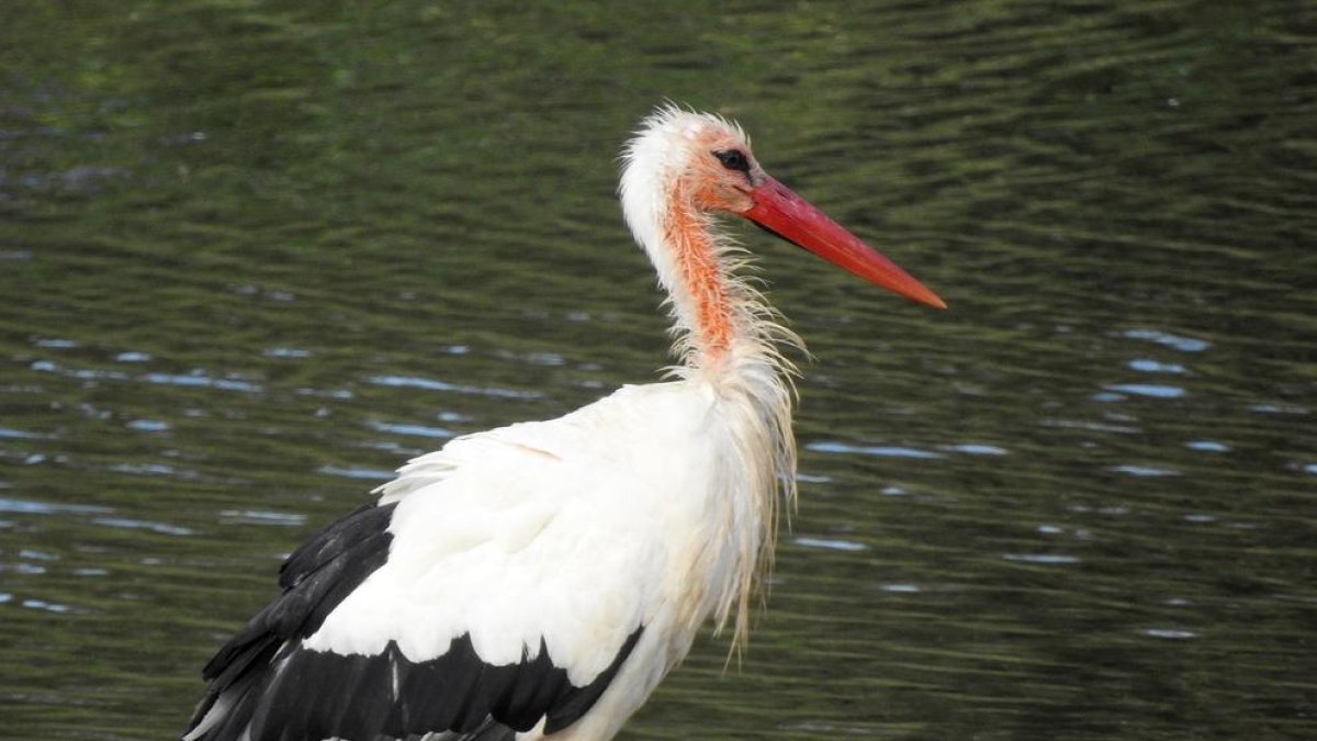Imagen de una cigüeña con esta anomalía en el río Segre.