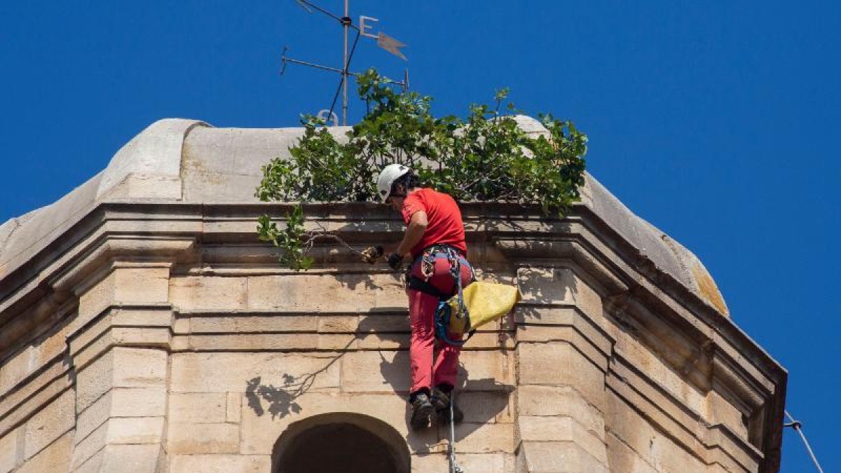 Un dels tècnics retirant ahir la figuera del campanar.