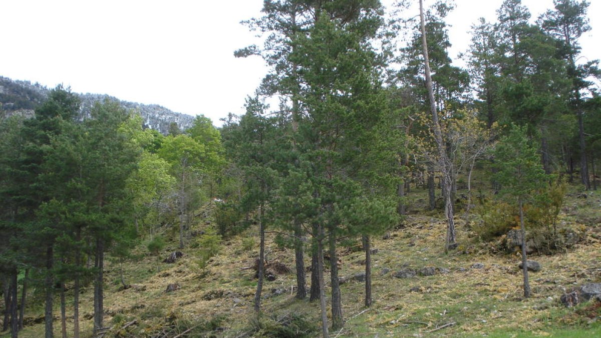 Imagen de archivo del Parc Natural del Cadí-Moixeró.