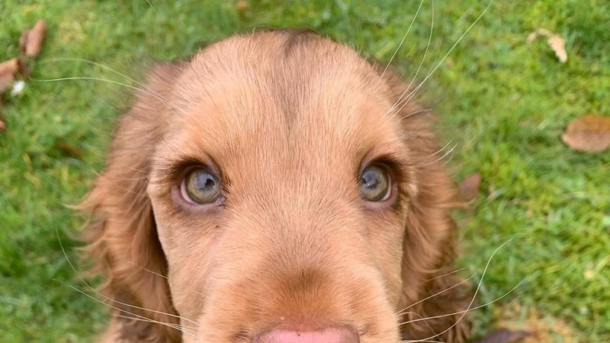 Posar ‘ullets’ canins