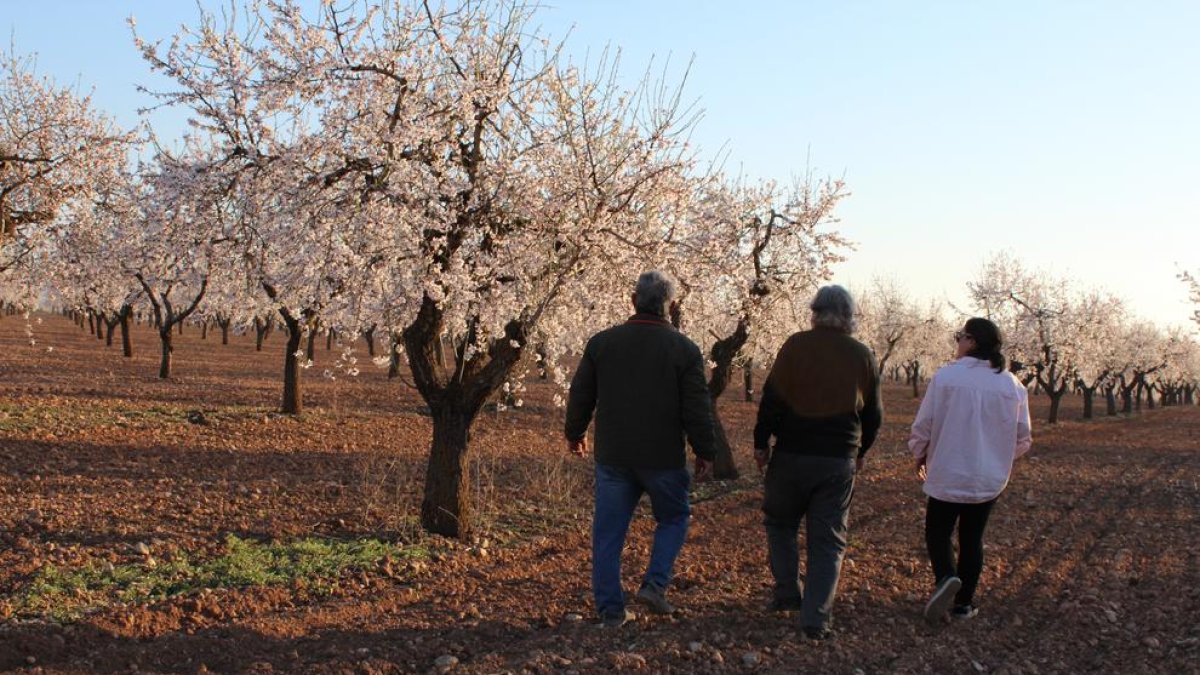 Imatge dels primers visitants de la temporada que van anar ahir a les Garrigues a veure els ametllers en flor que es troben entre la Floresta i Arbeca.