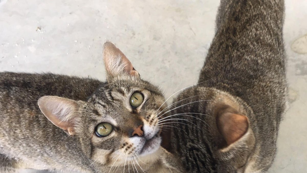 Dos dels 20 gats que estan acollits al CAAC de Lleida.