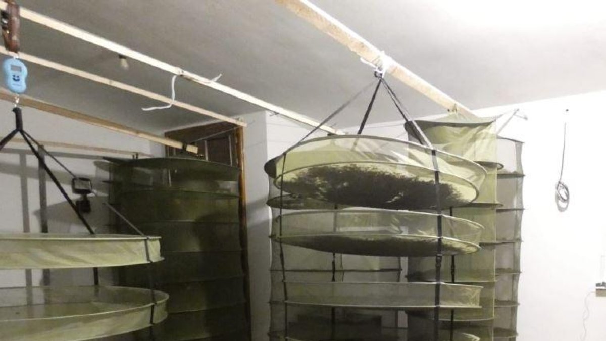 Imatge dels assecadors per a la marihuana.