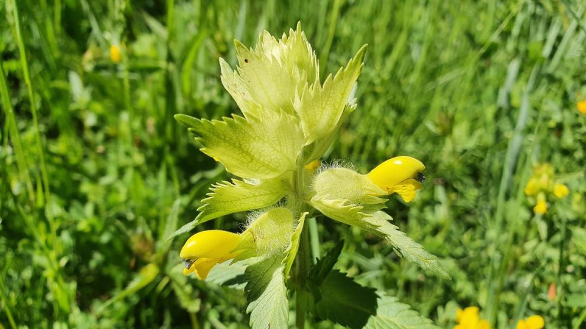 Troben al Parc Natural de l'Alt Pirineu una planta mai confirmada abans a la Península Ibèrica