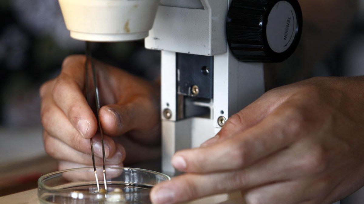 Descobreixen anticossos que bloquegen la infecció de la covid-19 a les cèl·lules