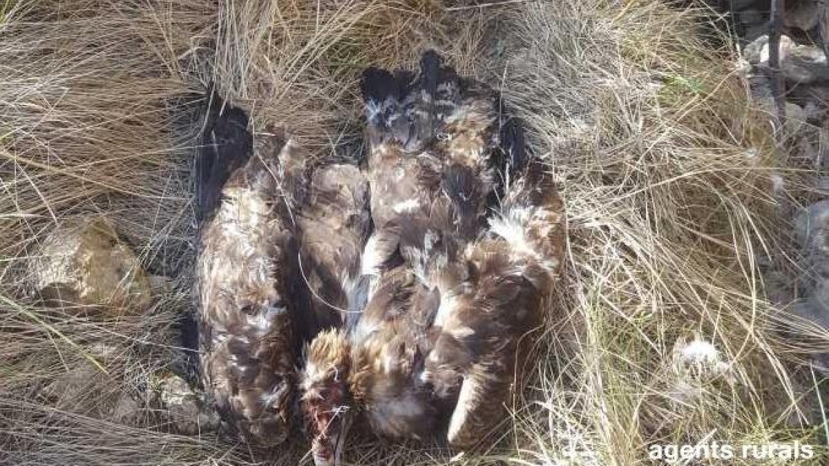 Possible pena de presó per al furtiu d'Àger
