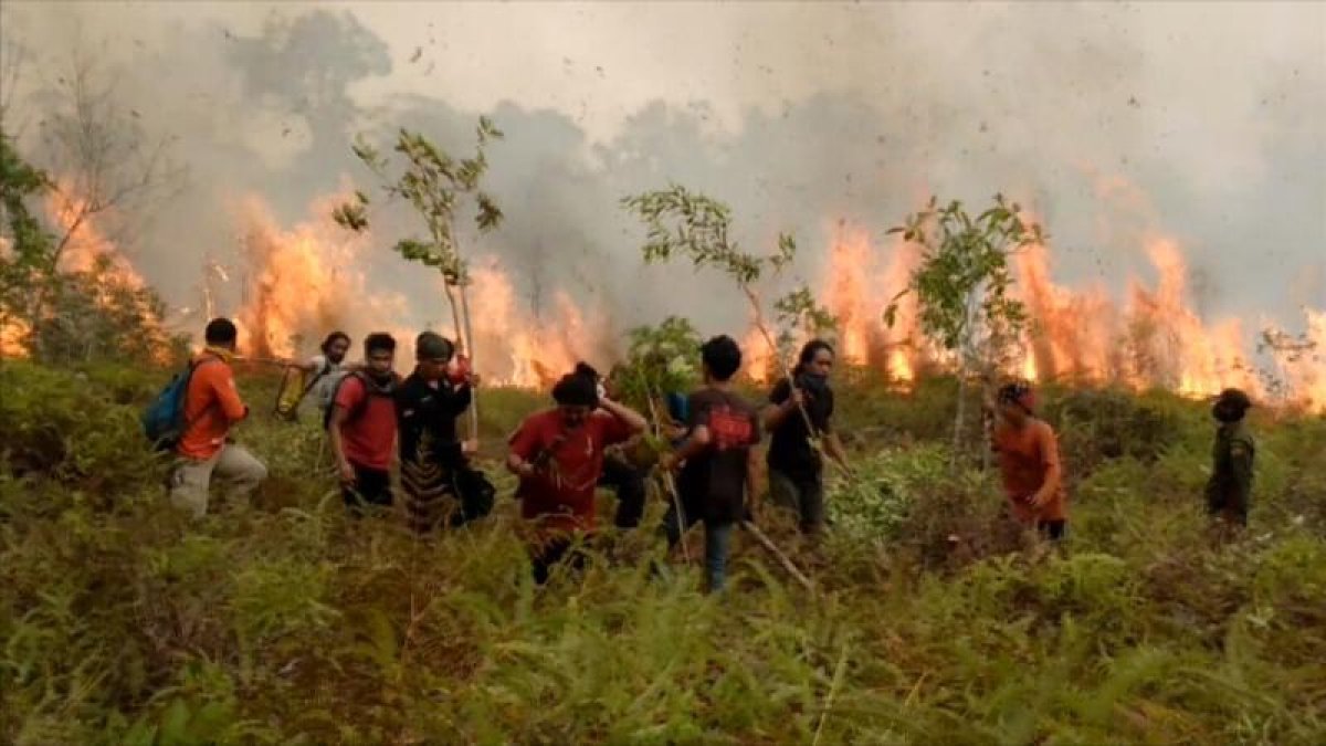 Crema de selva tropical per aconseguir nous terrenys de cultiu.