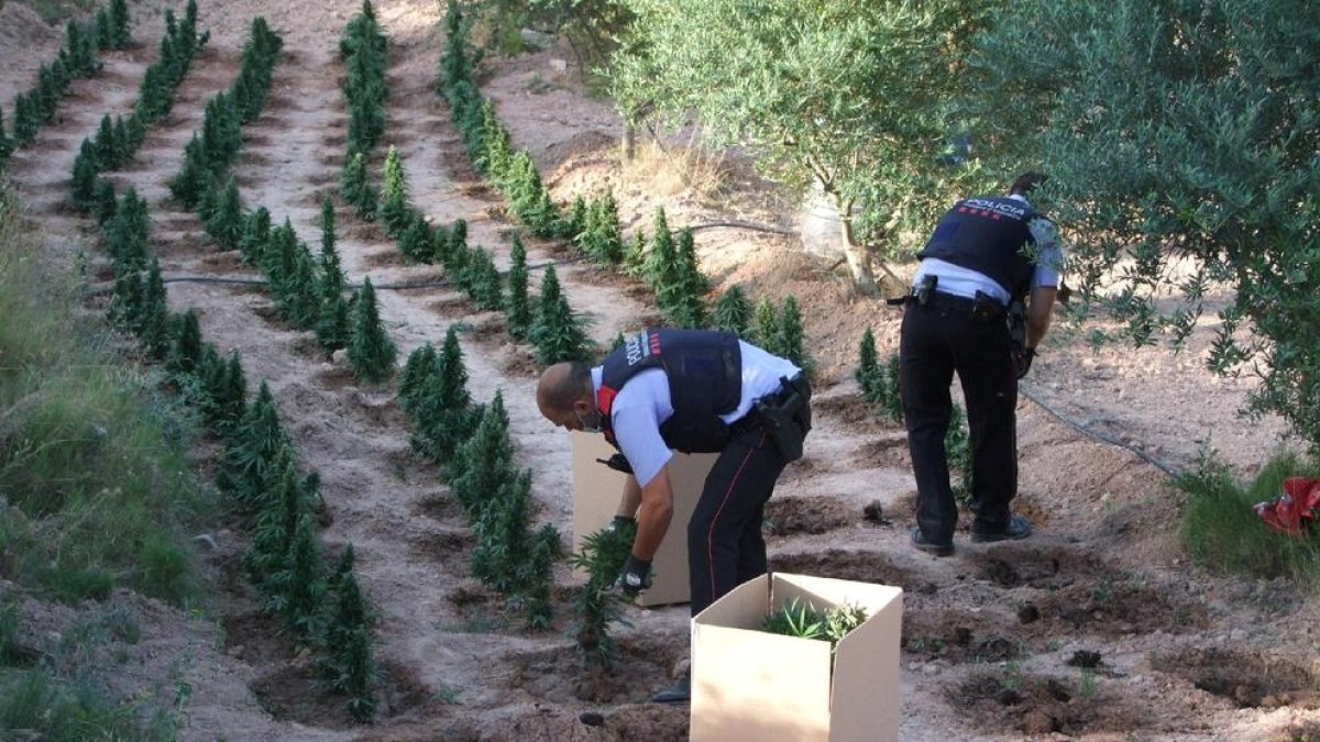 Los Mossos encontraron 1.800 plantas de marihuana en Flix.