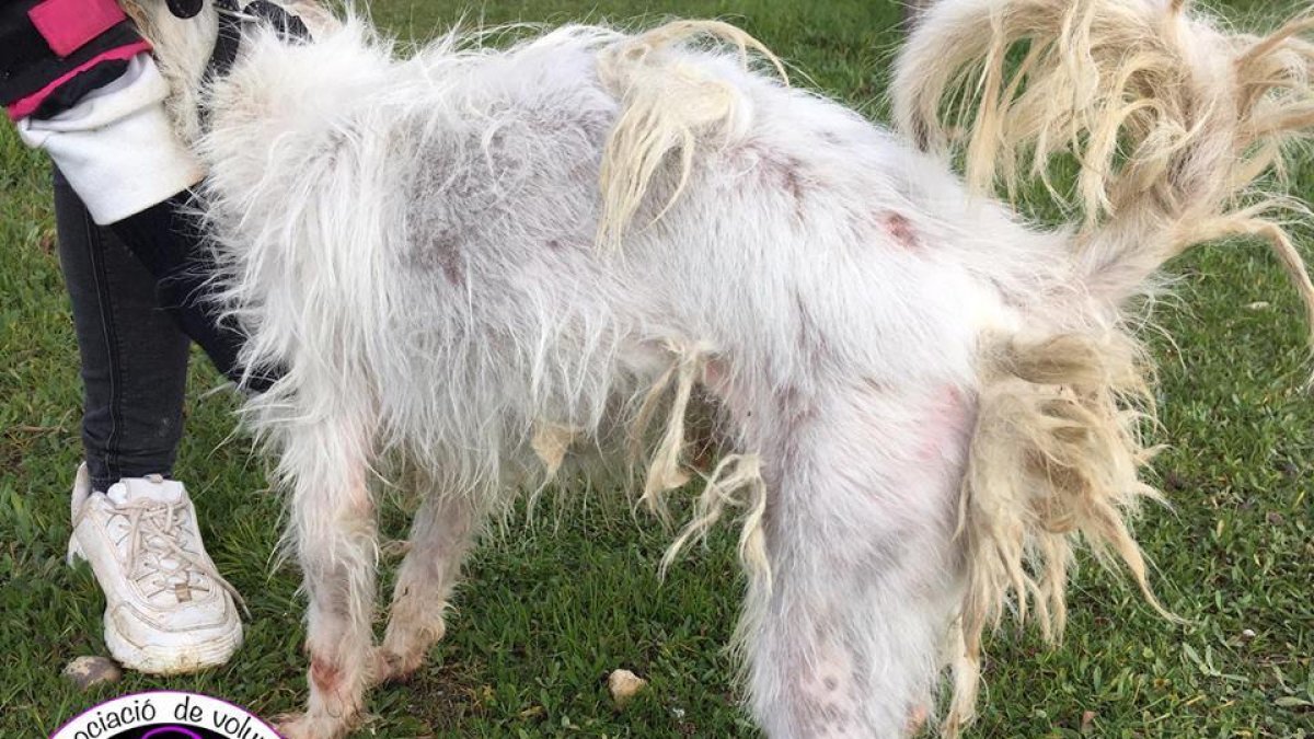 Imagen de Jade, el perro del que denuncian su mal estado.