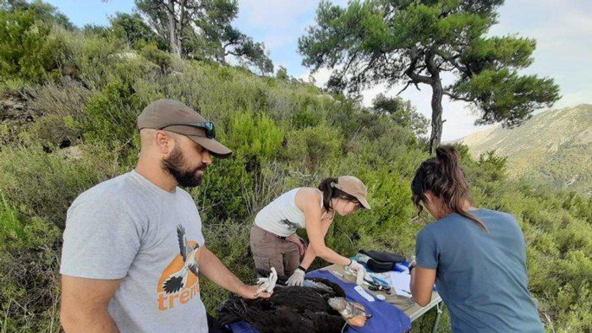 Les entitats Trenca i GREFA prenen dades de cries de voltor.