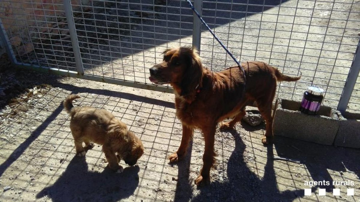 Imagen de la perra y su cachorro abandonados en Montornès.