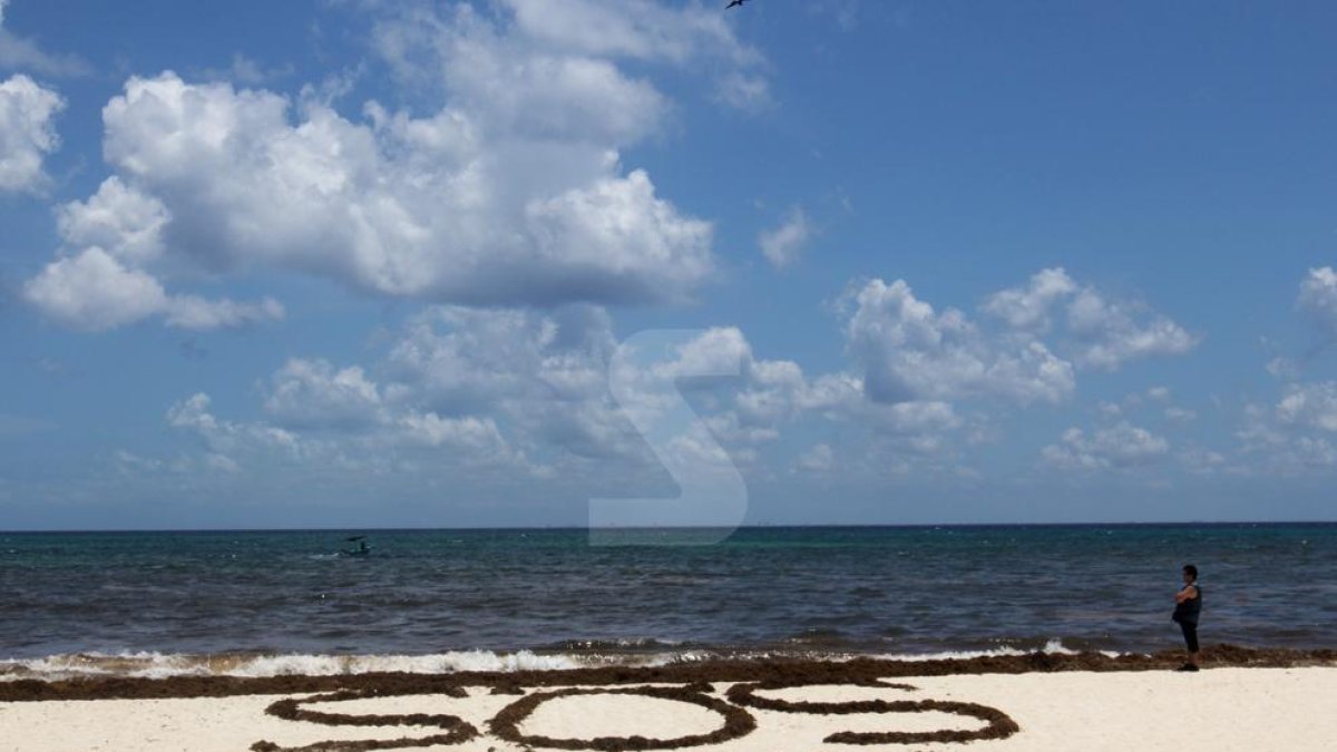 L'alga sargàs és una plaga conseqüència del canvi climàtic.