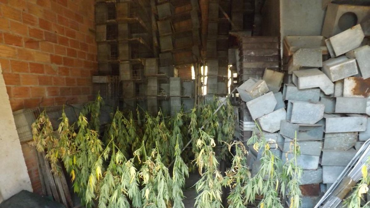 Plantas secándose en un cobertizo de una masía de Riner.