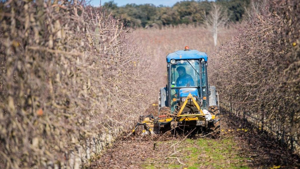 Un camp de fruiters.