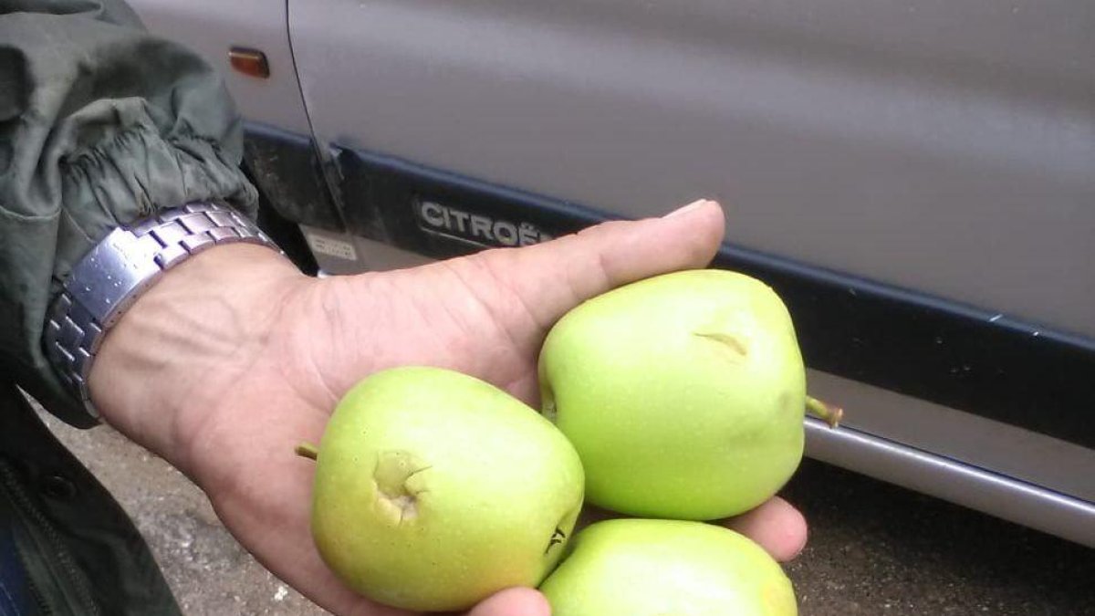 Una tempesta de pedra danya fruita al Pla d'Urgell