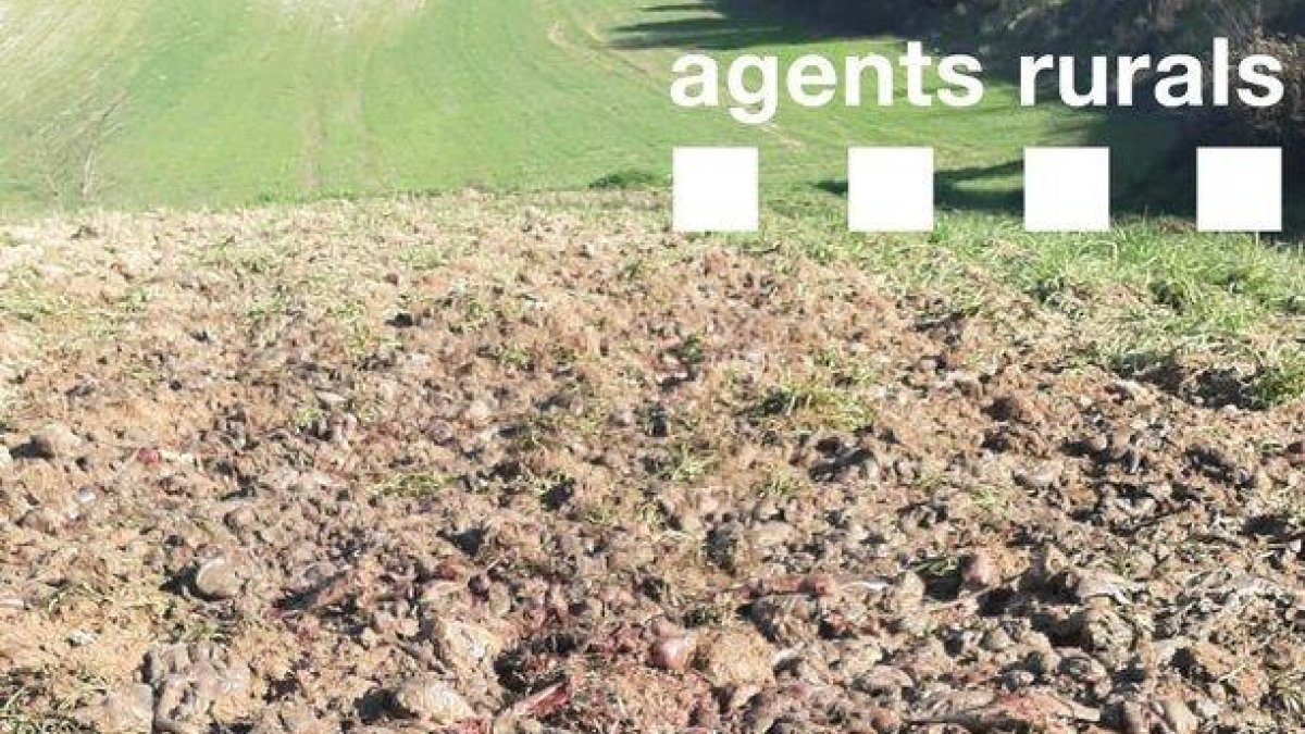 Apareixen restes càrnies en una finca de la Noguera
