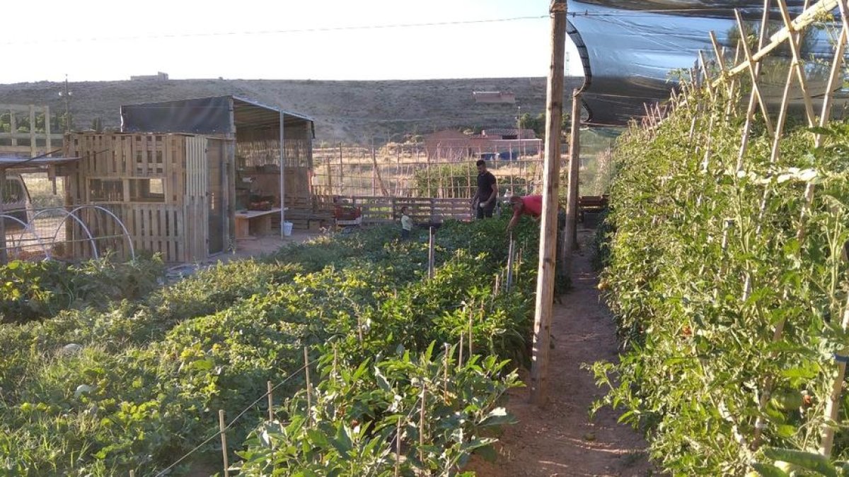 Imagen de dos jóvenes en el huerto que el ayuntamiento de Castelldans les ha cedido.