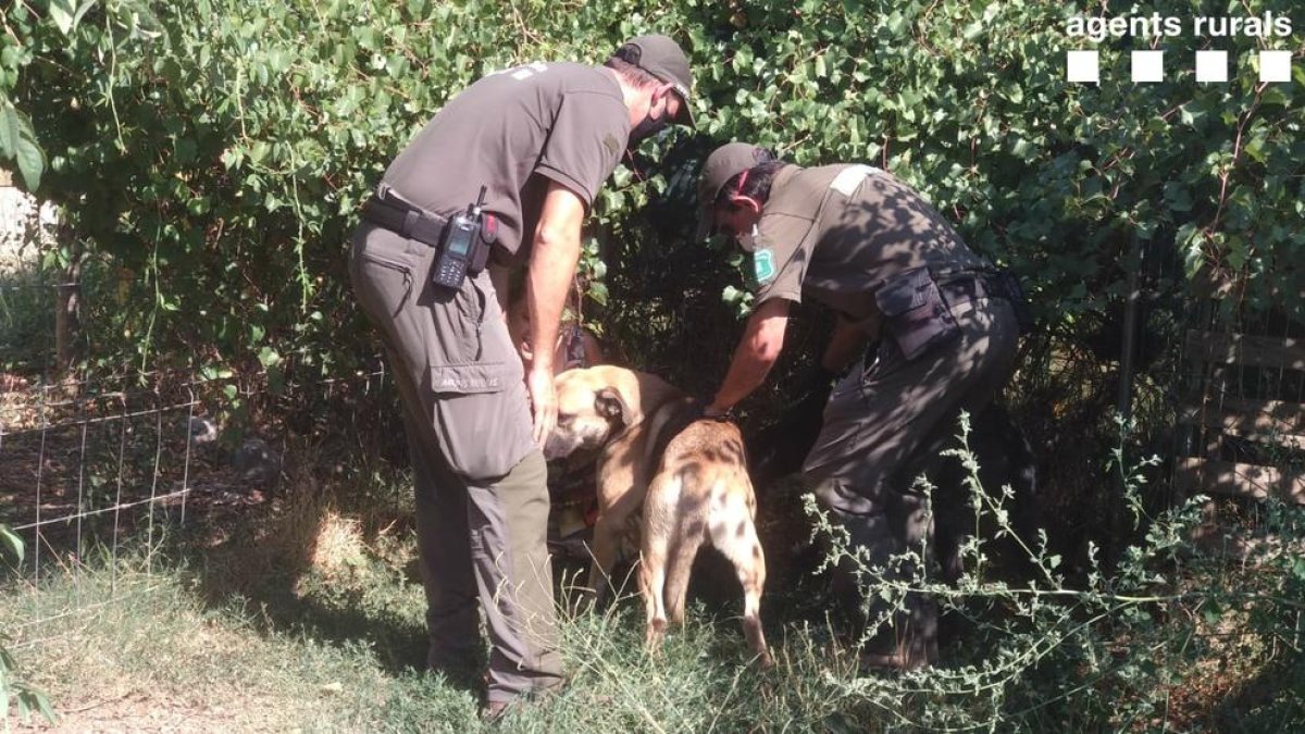 Imagen de uno de los perros abandonados.