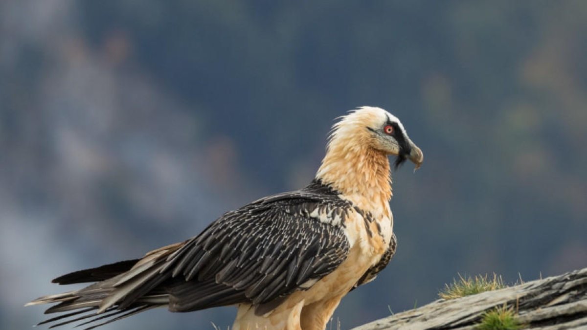 Un ejemplar de esta especie amenazada.