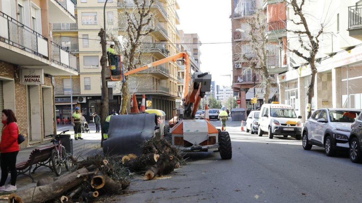 Talan cuatro árboles en el barrio de Cappont por prevención