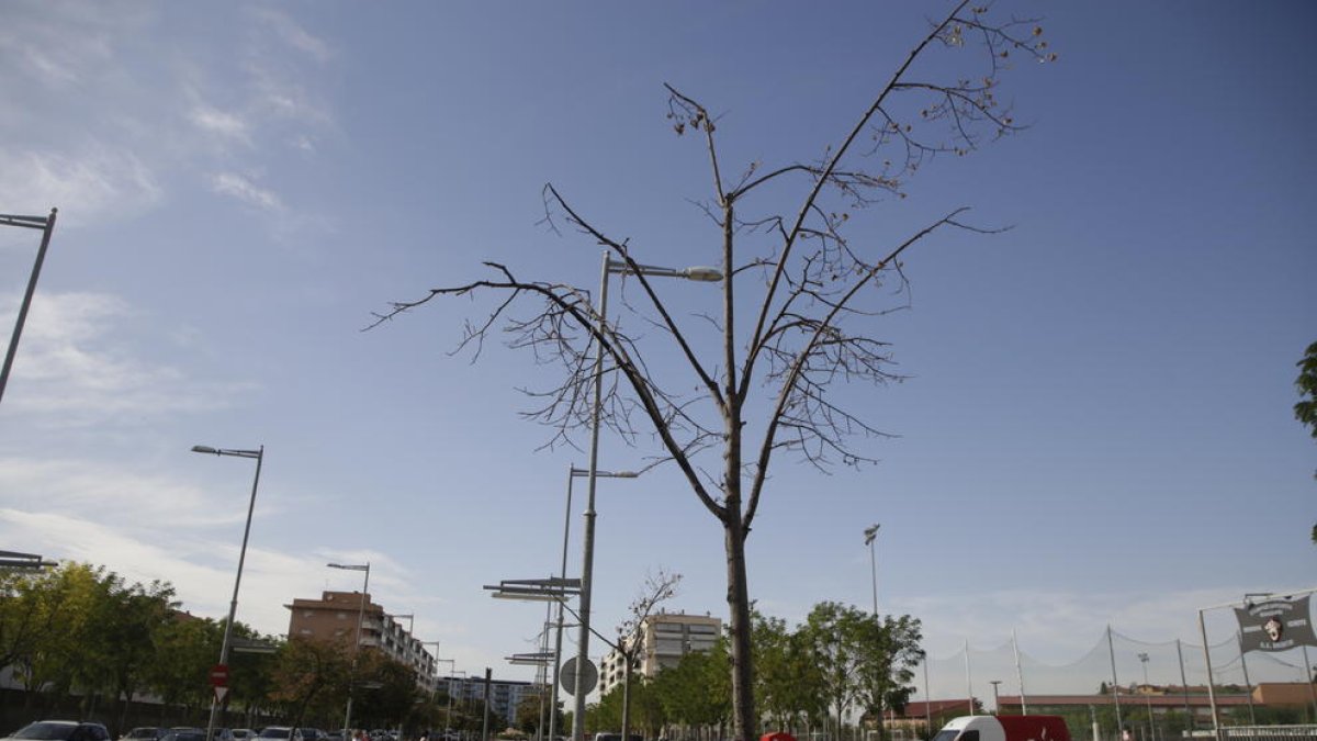 Imagen de árboles muertos en la rambla Corregidor Escofet el pasado mes de septiembre.