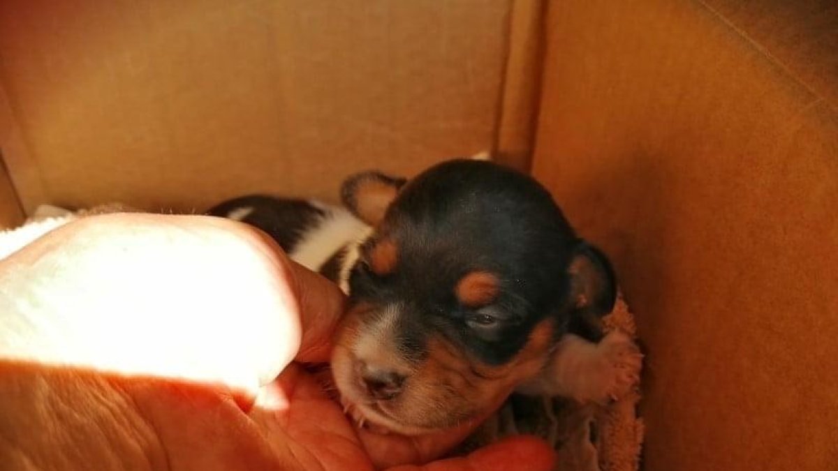 Imatge d’un dels gossos abandonats.