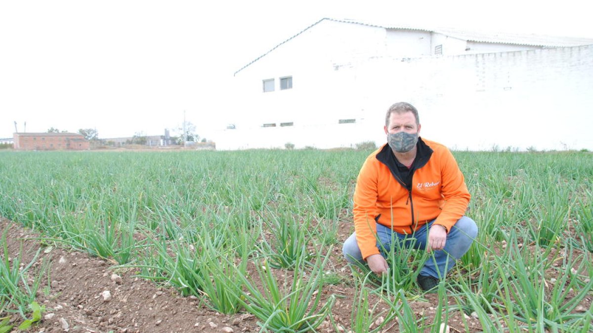 Jordi Llanes, responsable del Rebost de Ponent, en su plantación de Castellnou de Seana.