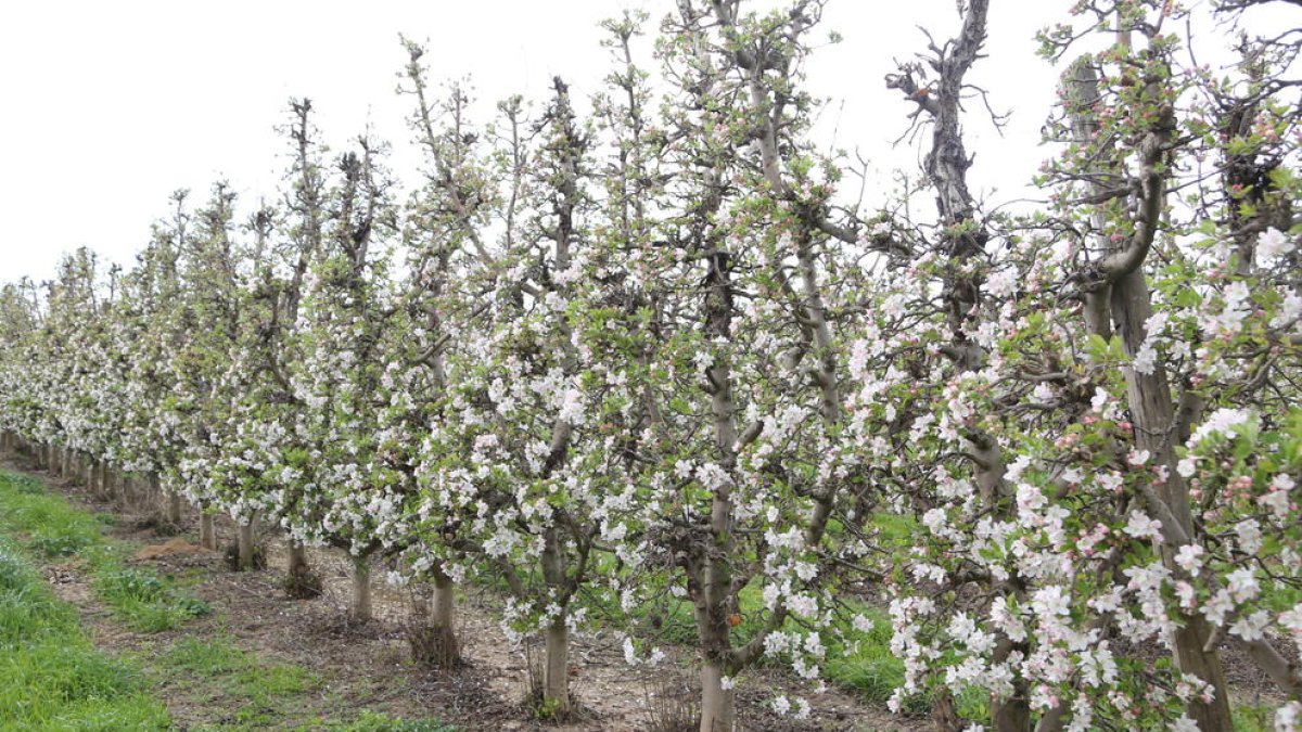 Las investigaciones se están llevando a cabo con manzanos, almendros y viñedos.